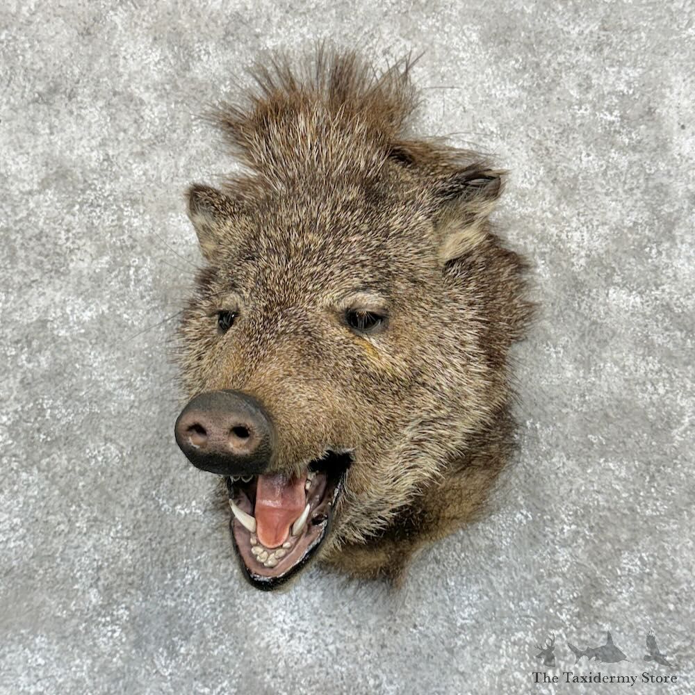 Collared Peccary Shoulder Mount For Sale #29039 @ The Taxidermy Store