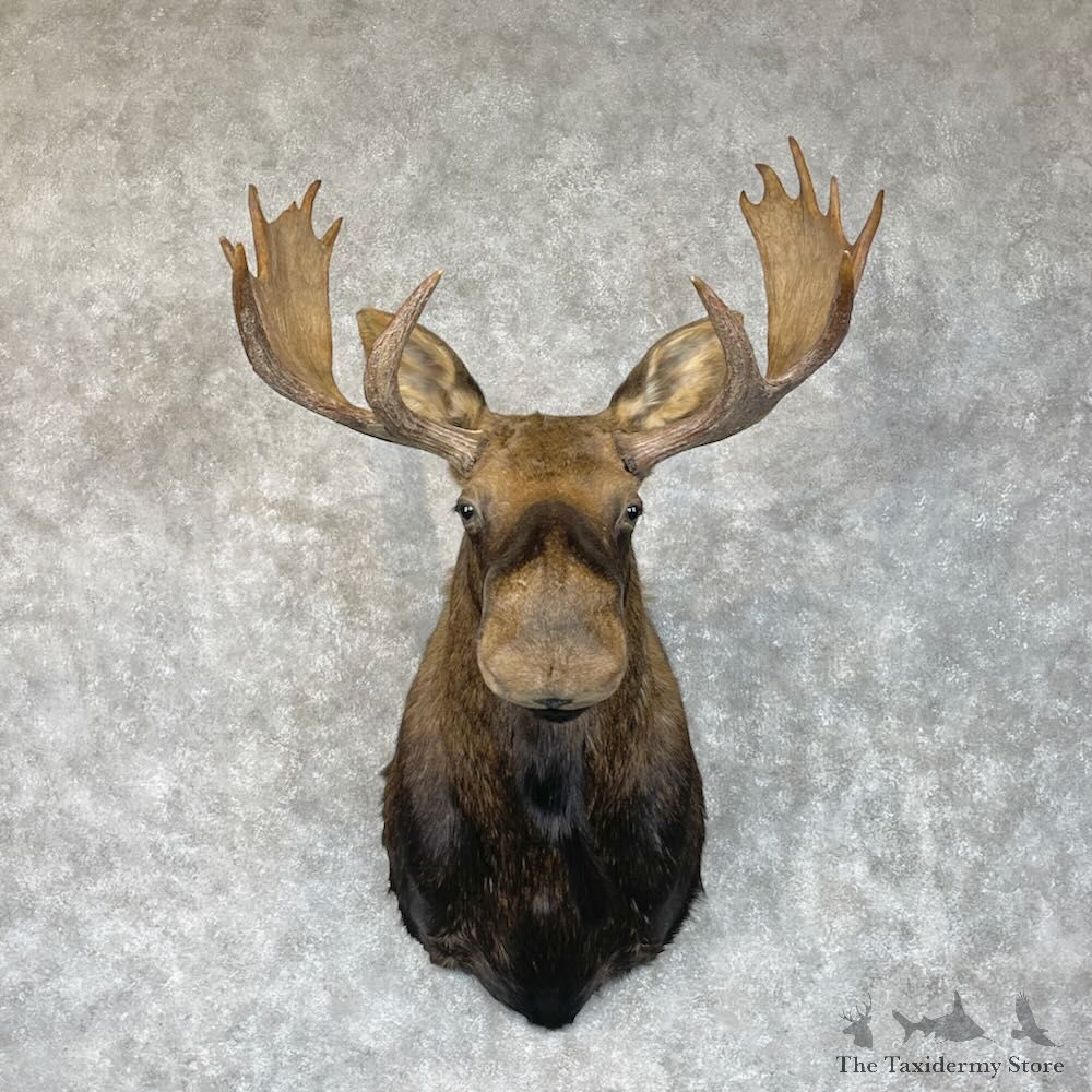Canadian Moose Shoulder Mount For Sale #28352 @ The Taxidermy Store