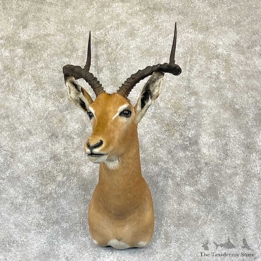 South African Impala Shoulder Mount For Sale #28277 @ The Taxidermy Store