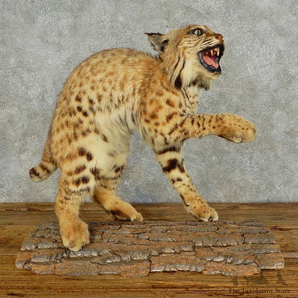 Bobcat Life-Size Mount For Sale #16036 @ The Taxidermy Store