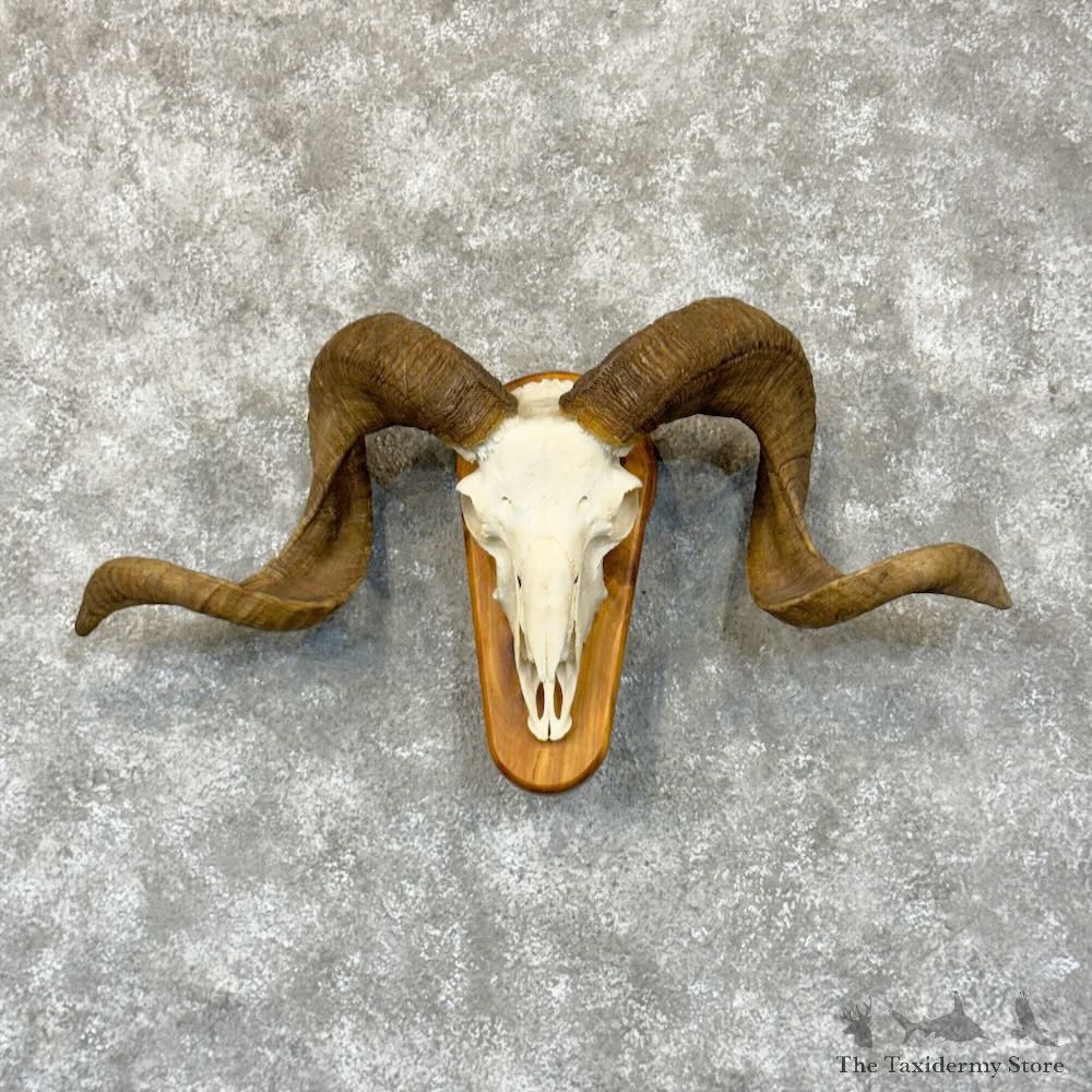 Corsican Ram Skull European Mount For Sale #28815 @ The Taxidermy Store