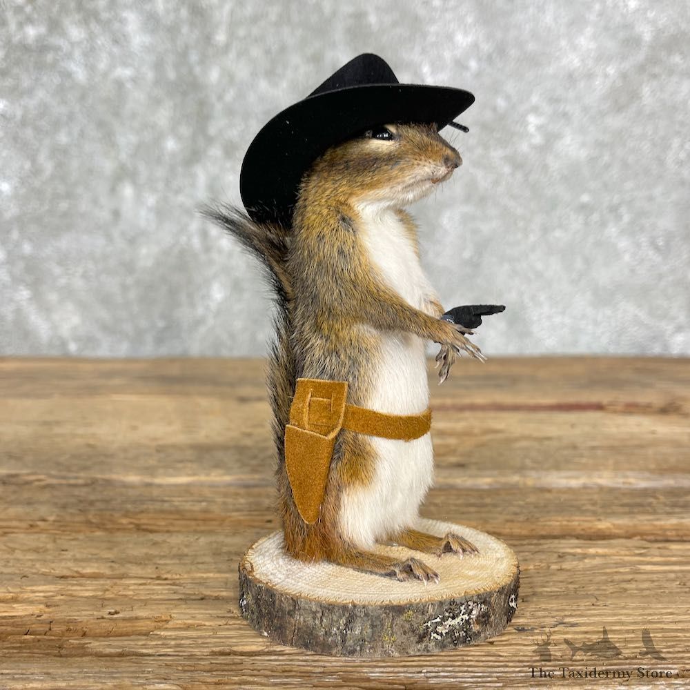 Cowboy Chipmunk Novelty Mount For Sale #25528 @ The Taxidermy Store