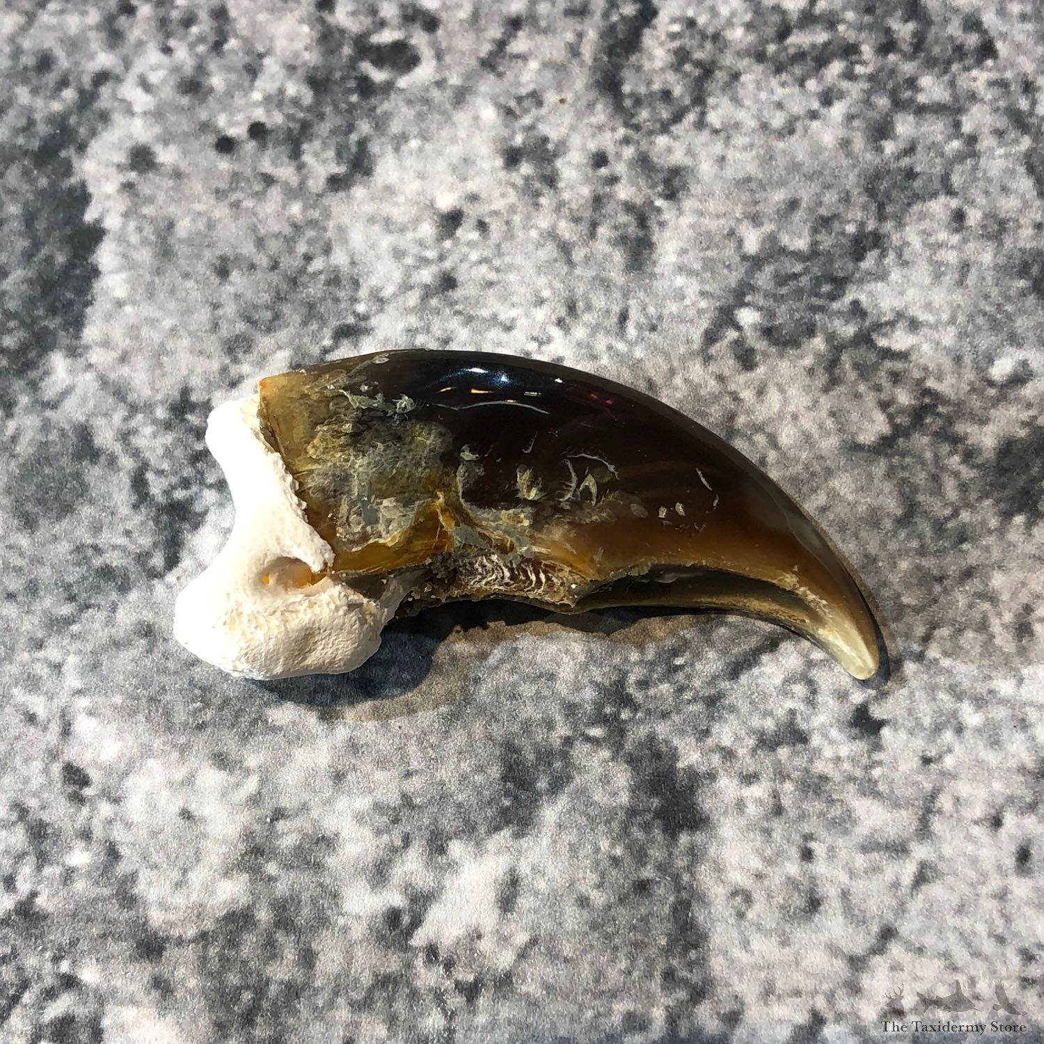 Polar Bear Claw Taxidermy For Sale #19602 - The Taxidermy Store