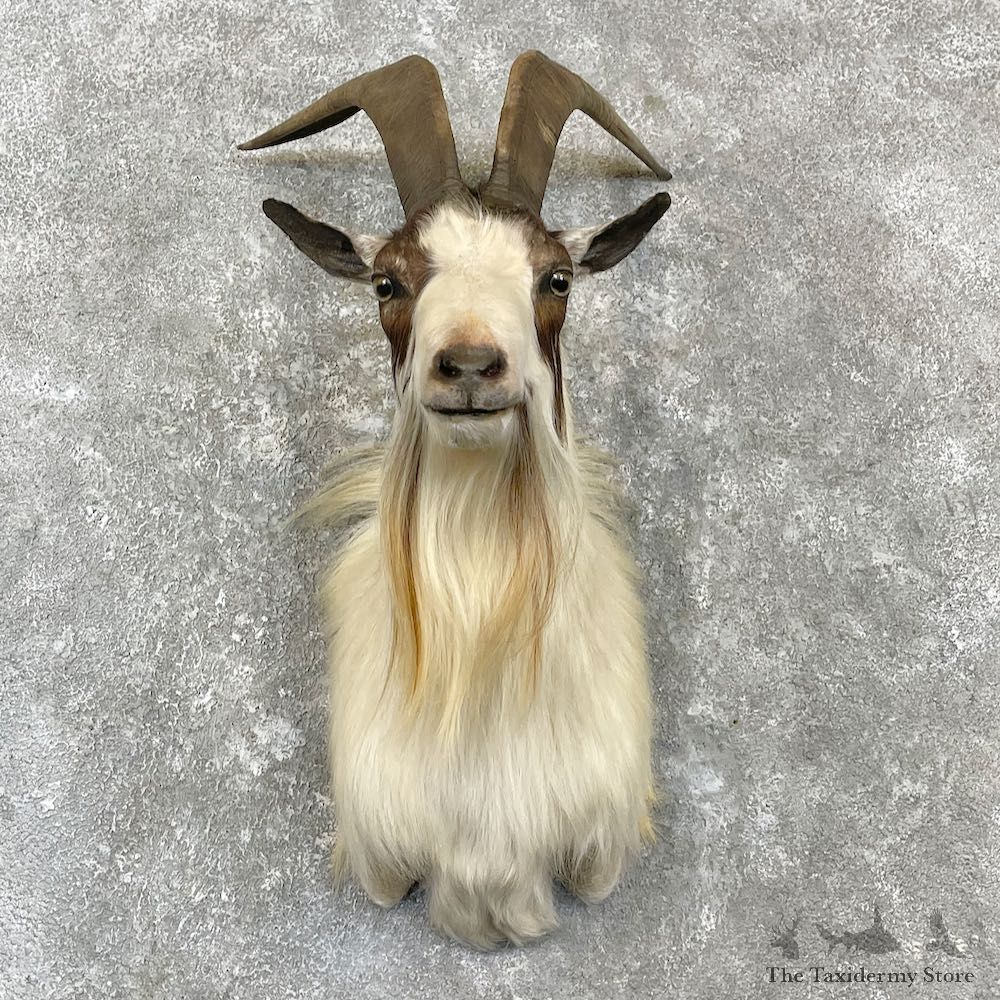 Catalina Goat Shoulder Mount For Sale #27142 @ The Taxidermy Store