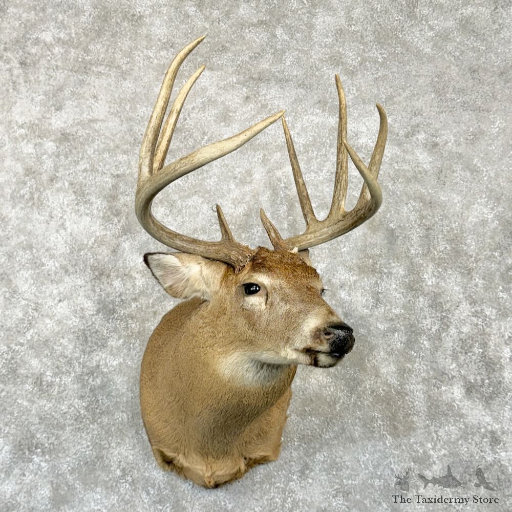 Whitetail Deer Shoulder Mount For Sale #29022 @ The Taxidermy Store