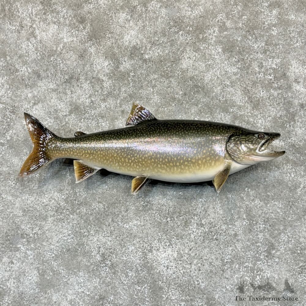 Lake Trout Fish Mount For Sale #29162 @ The Taxidermy Store