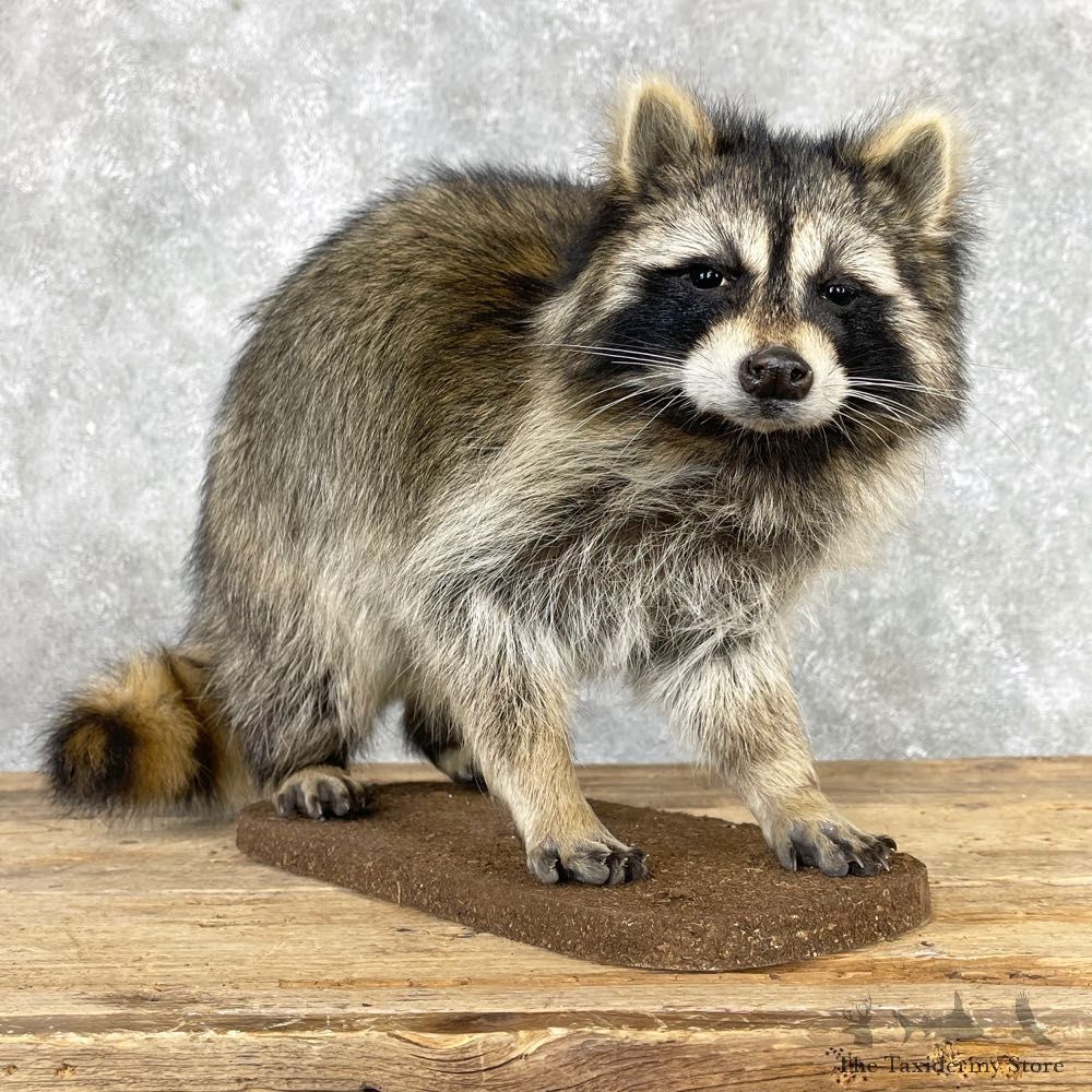 Raccoon Life-Size Mount For Sale #24059 @ The Taxidermy Store