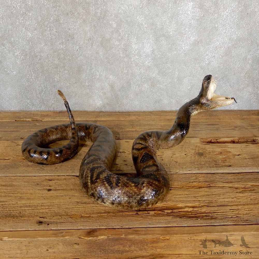 Eastern Diamondback Rattlesnake Mount For Sale #18890 @ The Taxidermy Store