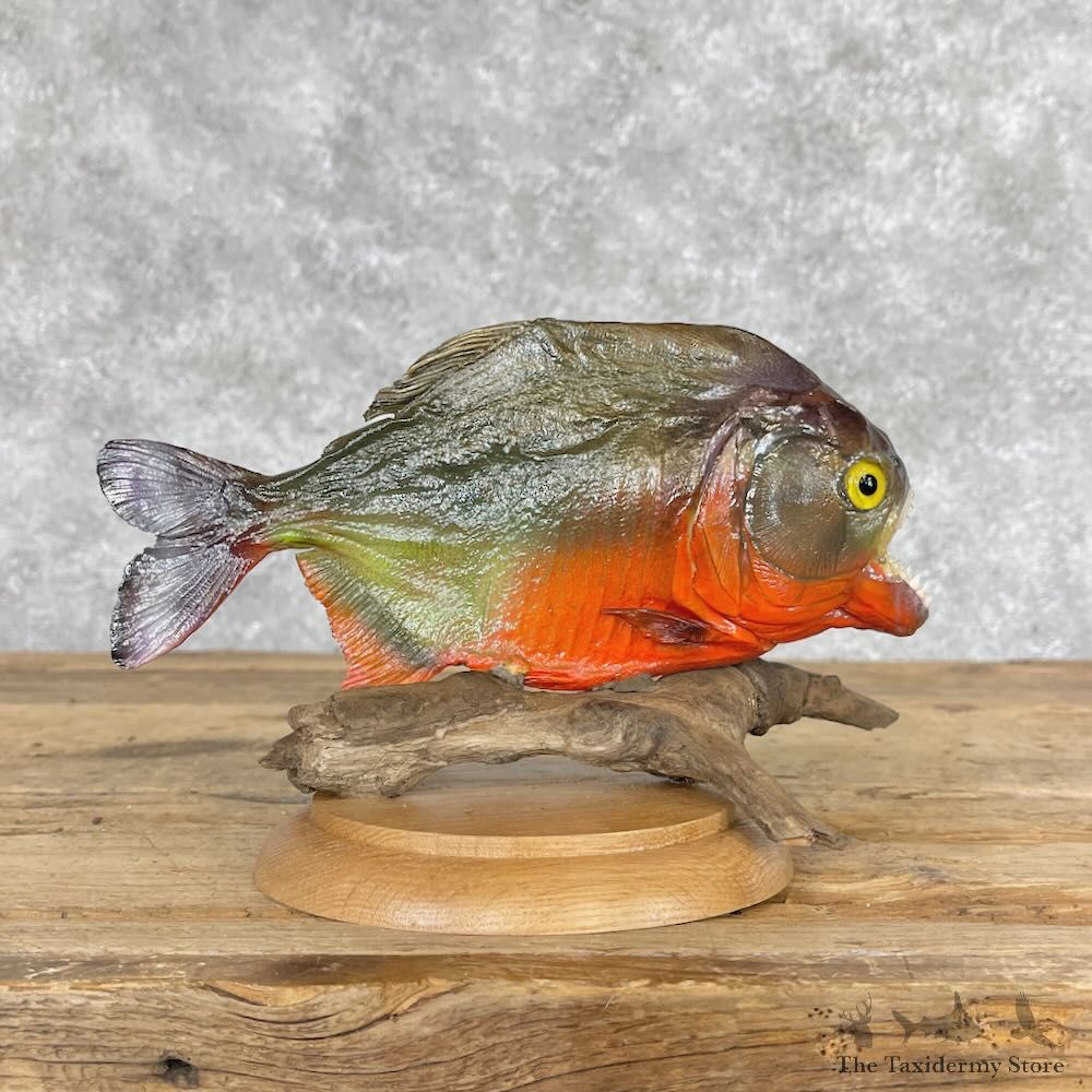 Red Bellied Piranha Fish Mount For Sale #28667 @ The Taxidermy Store