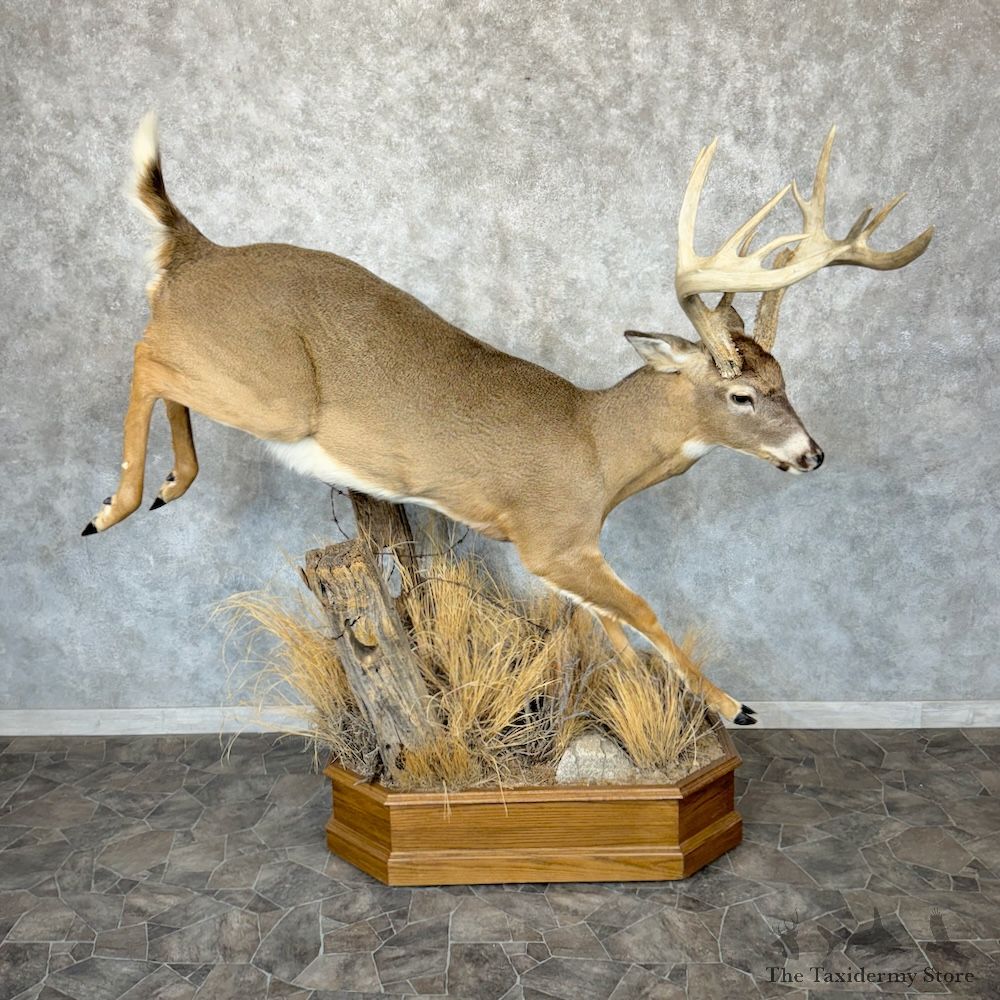 Whitetail Deer Life-Size Mount For Sale #29610 @ The Taxidermy Store