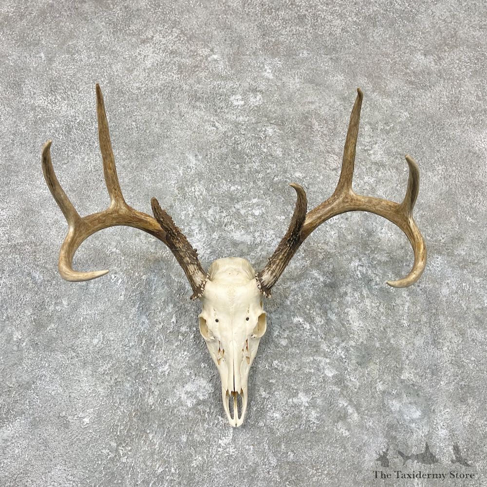 Whitetail Deer Skull European Mount For Sale #26982 @ The Taxidermy Store