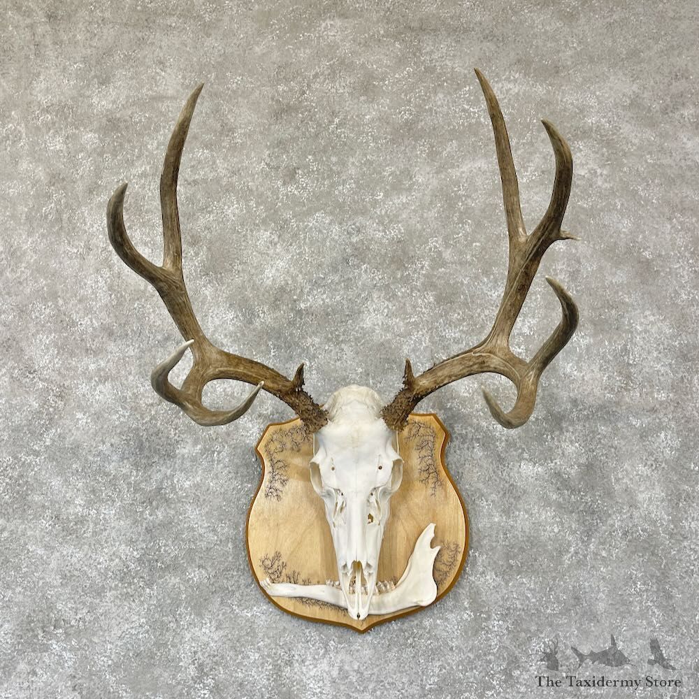 Mule Deer Skull European Mount For Sale #28110 @ The Taxidermy Store