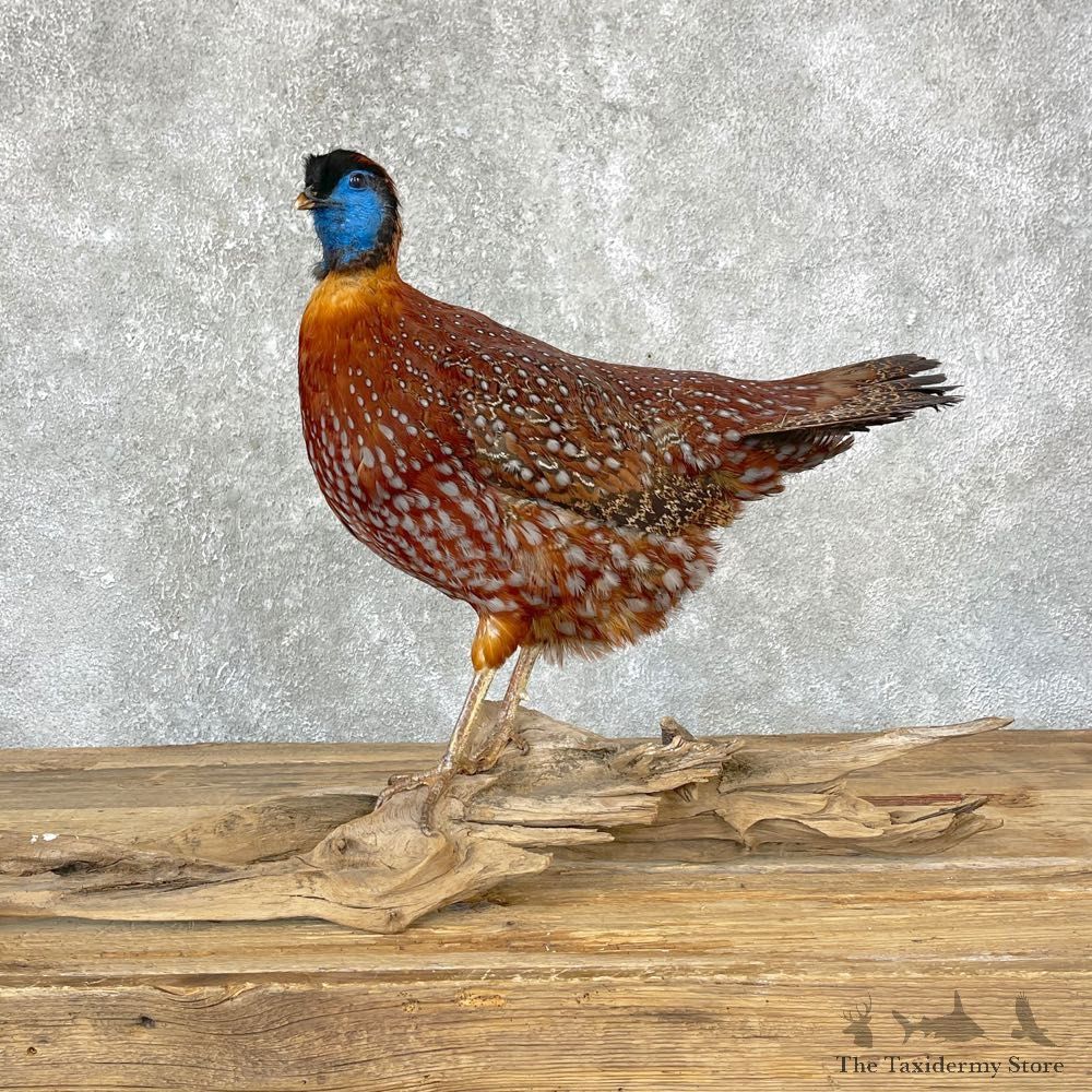 Temminck's Tragopan Pheasant Taxidermy Bird Mount #24719 For Sale @ The Taxidermy Store