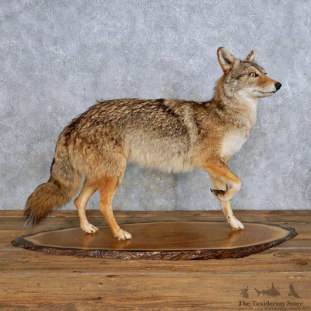 Standing Life-Size Coyote Taxidermy Mount For Sale #14433 @ The Taxidermy Store