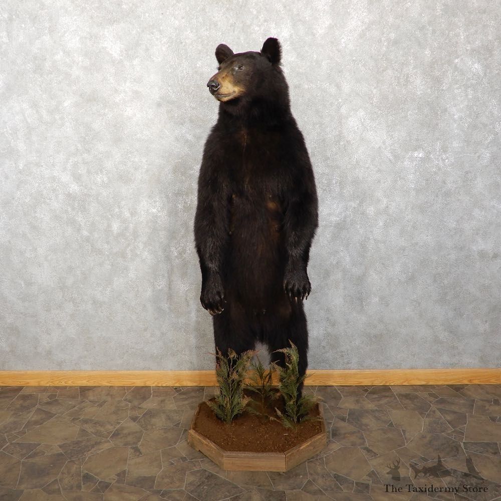 Black Bear Life-Size Mount For Sale #18763 @ The Taxidermy Store