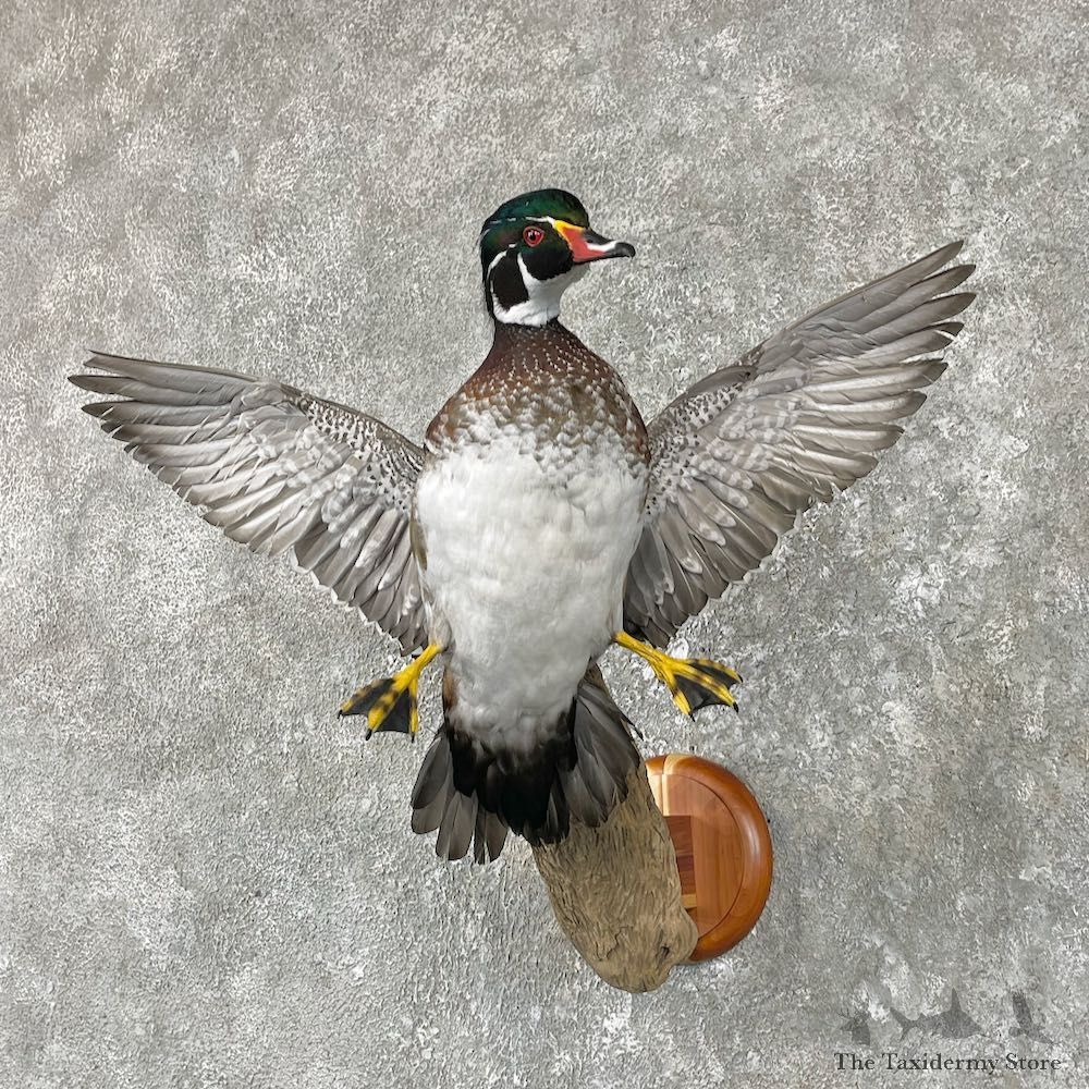 Wood Duck Taxidermy Bird Mount For Sale #26034 @ The Taxidermy Store