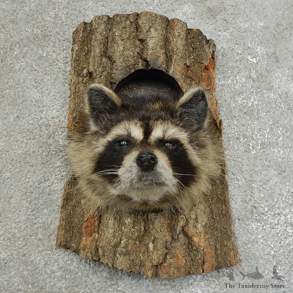 Raccoon Head Novelty Mount For Sale #16861 @ The Taxidermy Store