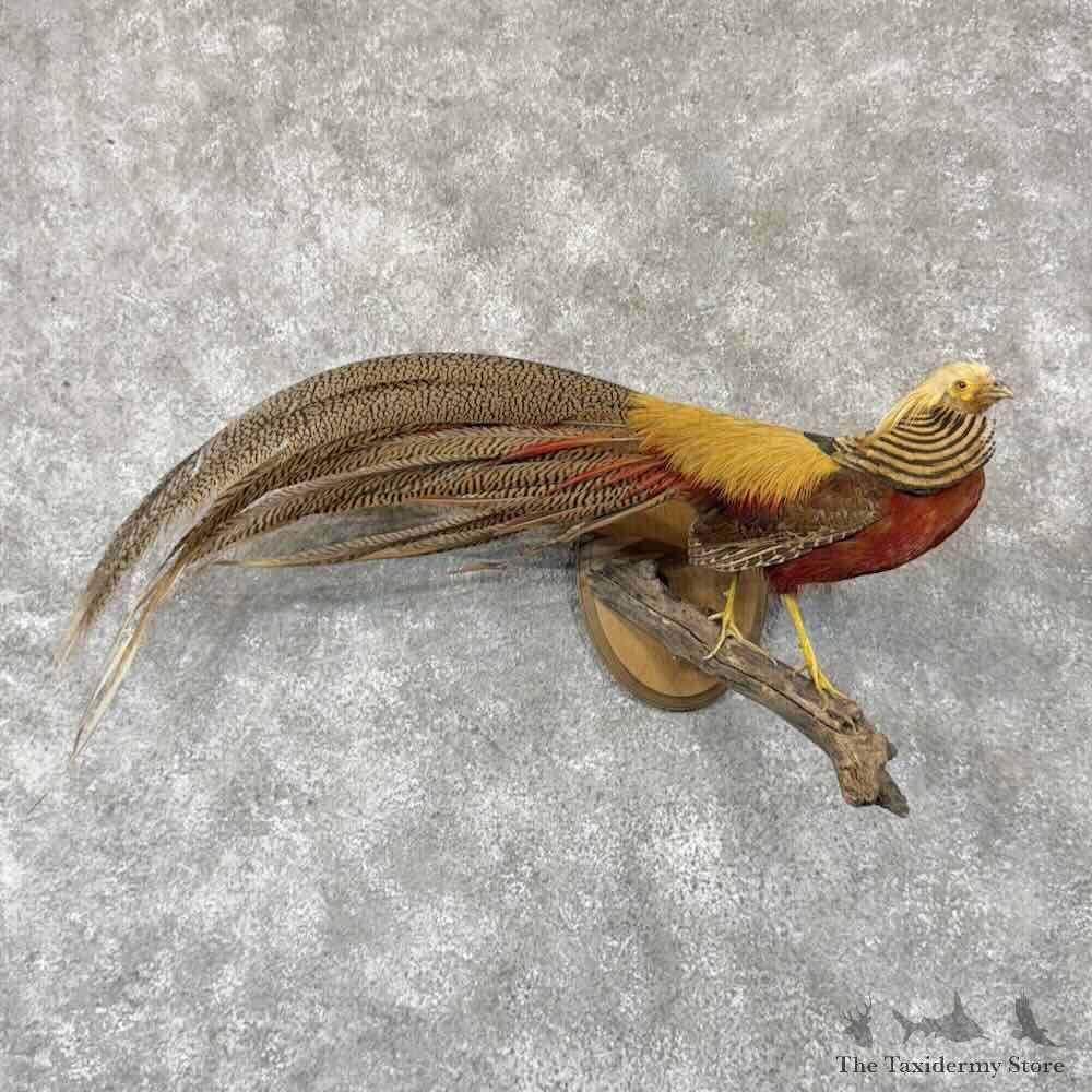 Red Golden Pheasant Mount For Sale #30797 @ The Taxidermy Store