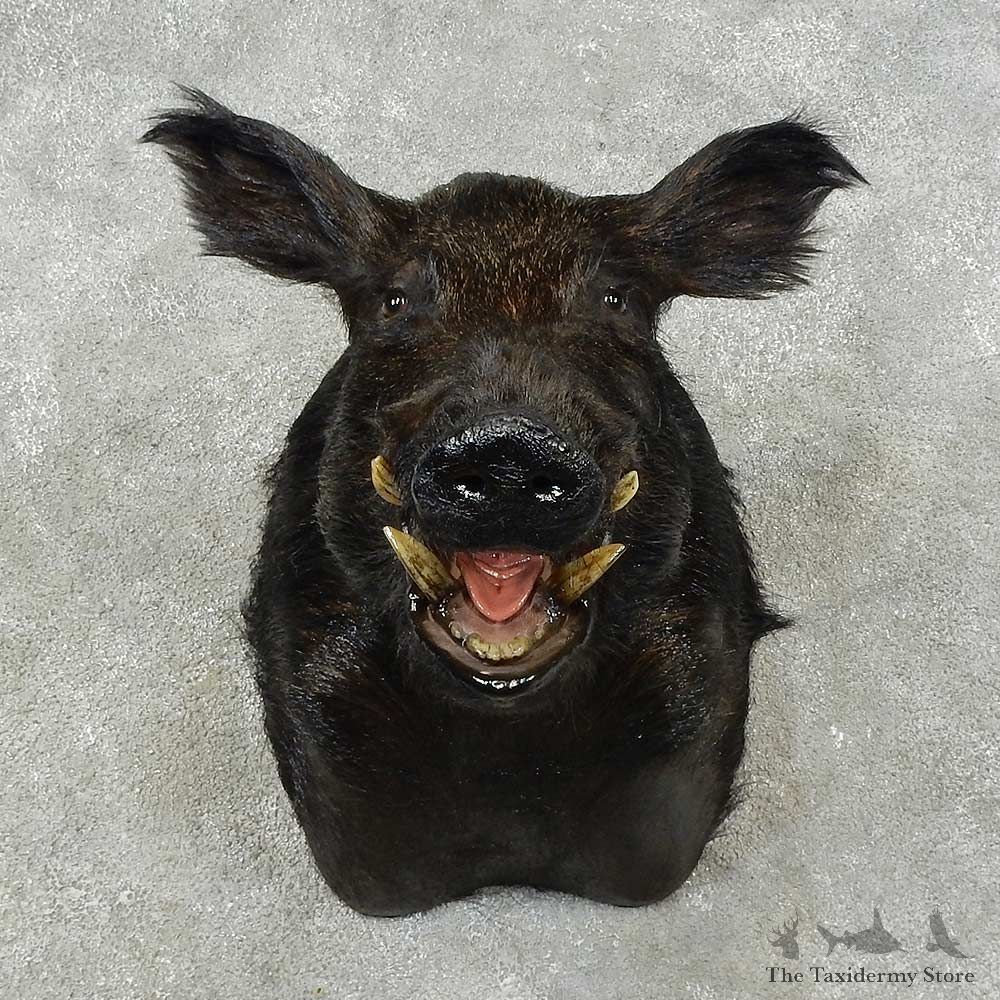 Wild Boar Shoulder Mount For Sale #16261 @ The Taxidermy Store