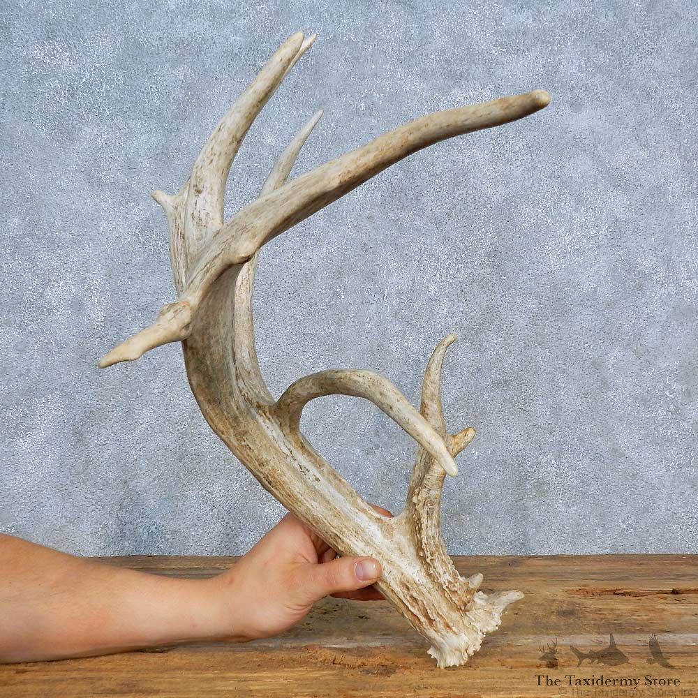Whitetail Deer Antler Shed For Sale #15443 @ The Taxidermy Store