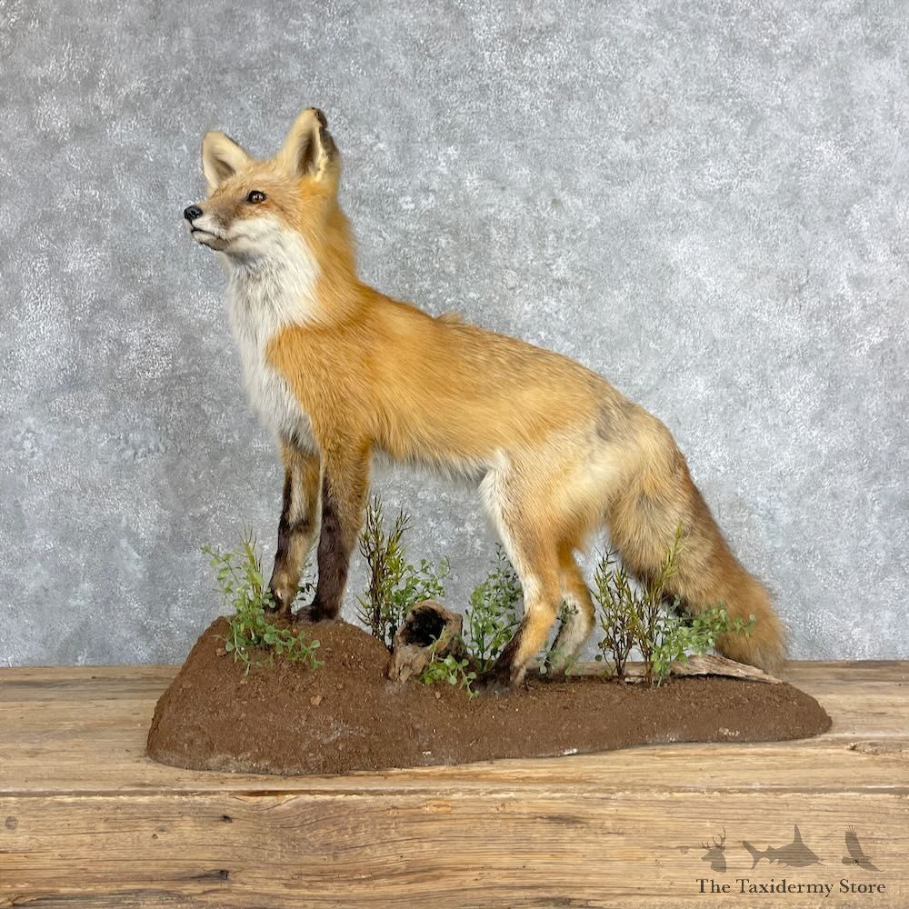 Red Fox Life-Size Mount For Sale #27375 @ The Taxidermy Store