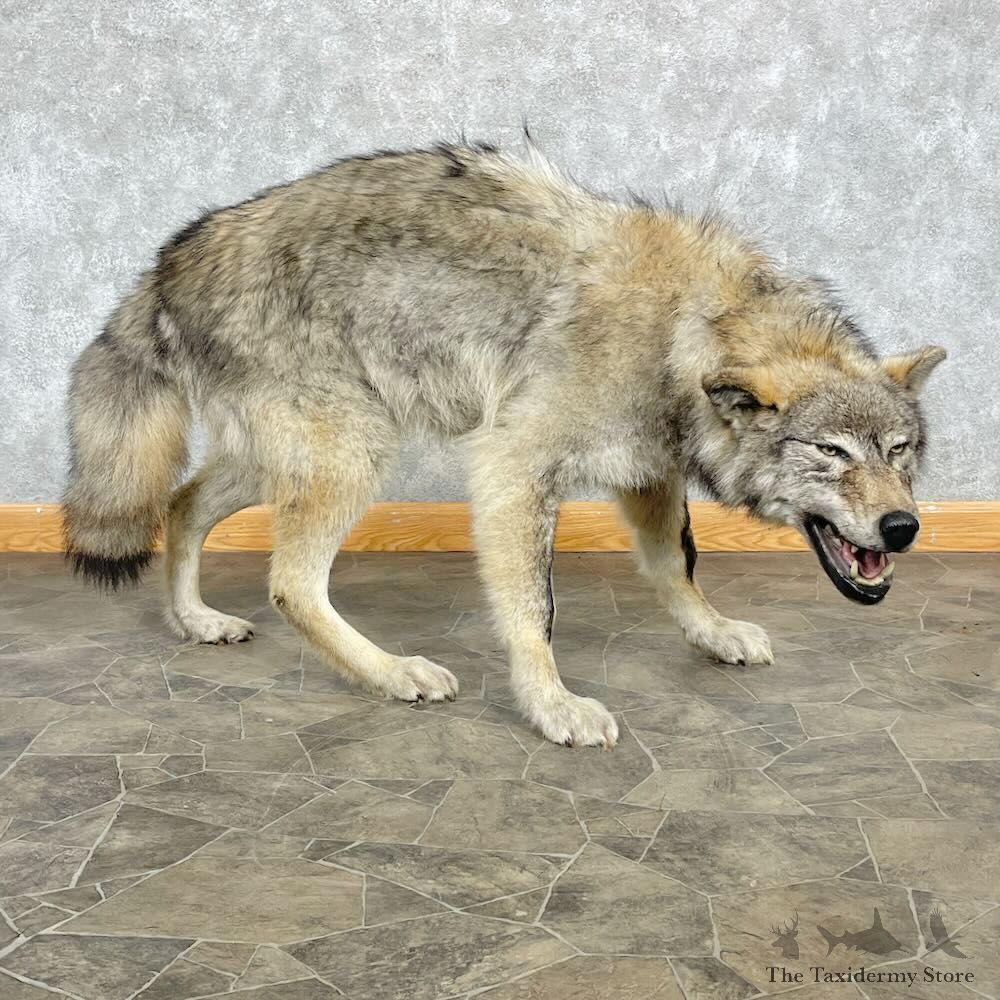 Alaskan Grey Wolf Life-Size Mount For Sale #28763 @ The Taxidermy Store