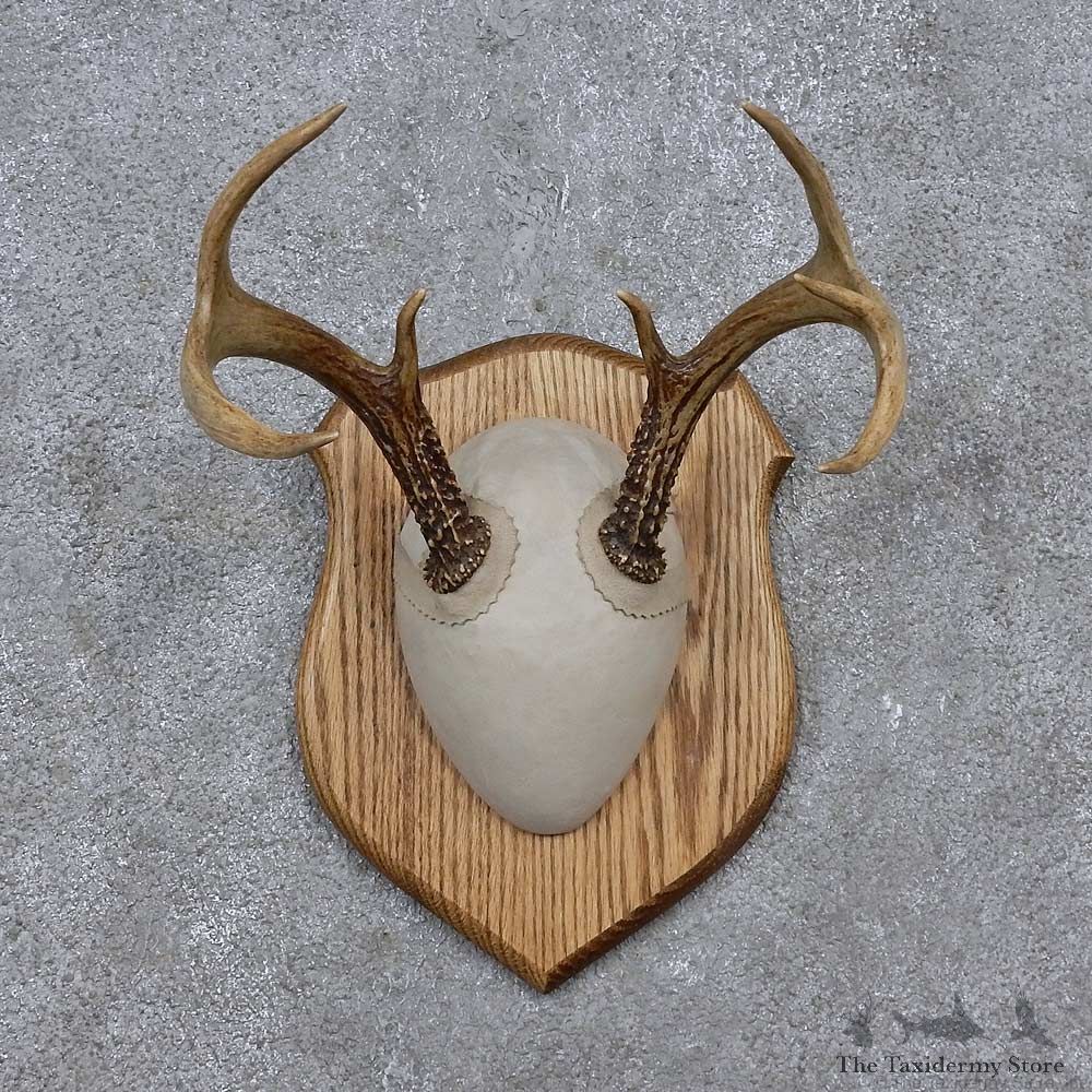 Whitetail Deer Antler Plaque Mount For Sale #15654 @ The Taxidermy Store