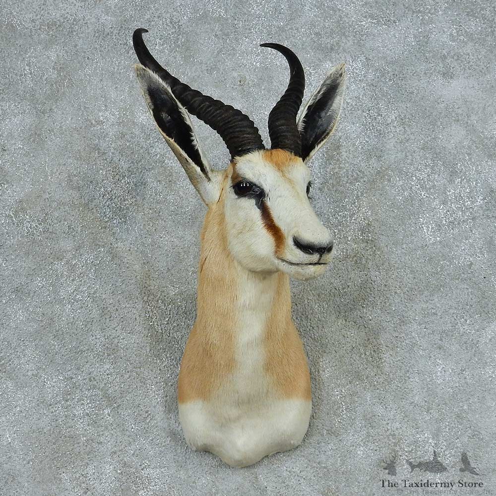 African Springbok Shoulder Mount #13709 For Sale @ The Taxidermy Store