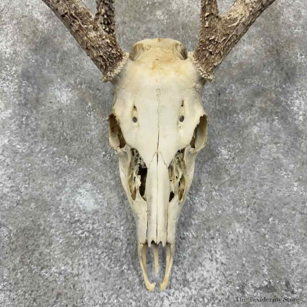 Whitetail Deer Skull European Mount For Sale #30917 @ The Taxidermy Store