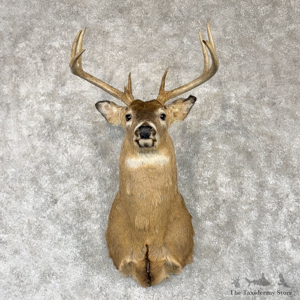 Whitetail Deer Shoulder Mount For Sale #30246 @ The Taxidermy Store