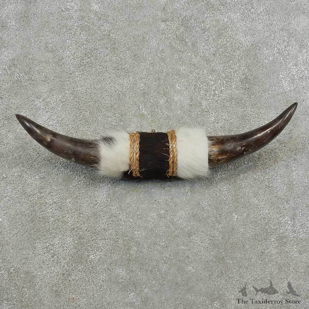 Longhorn Steer Horn Plaque For Sale #16771 @ The Taxidermy Store