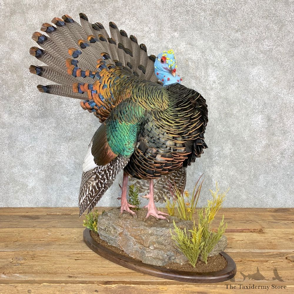 Ocellated Turkey Bird Mount For Sale #21754 @ The Taxidermy Store