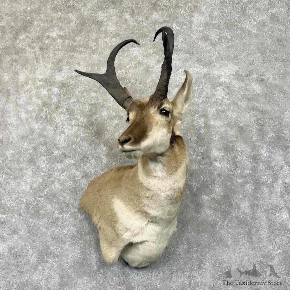 Pronghorn Antelope Wall Pedestal Mount For Sale #30674 @ The Taxidermy Store
