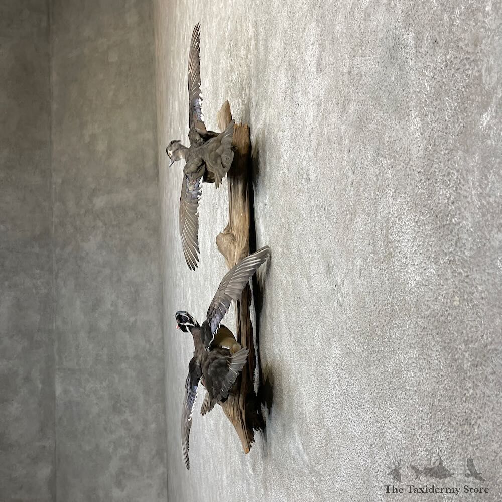 Wood Duck Scene Mount For Sale #27838 @ The Taxidermy Store