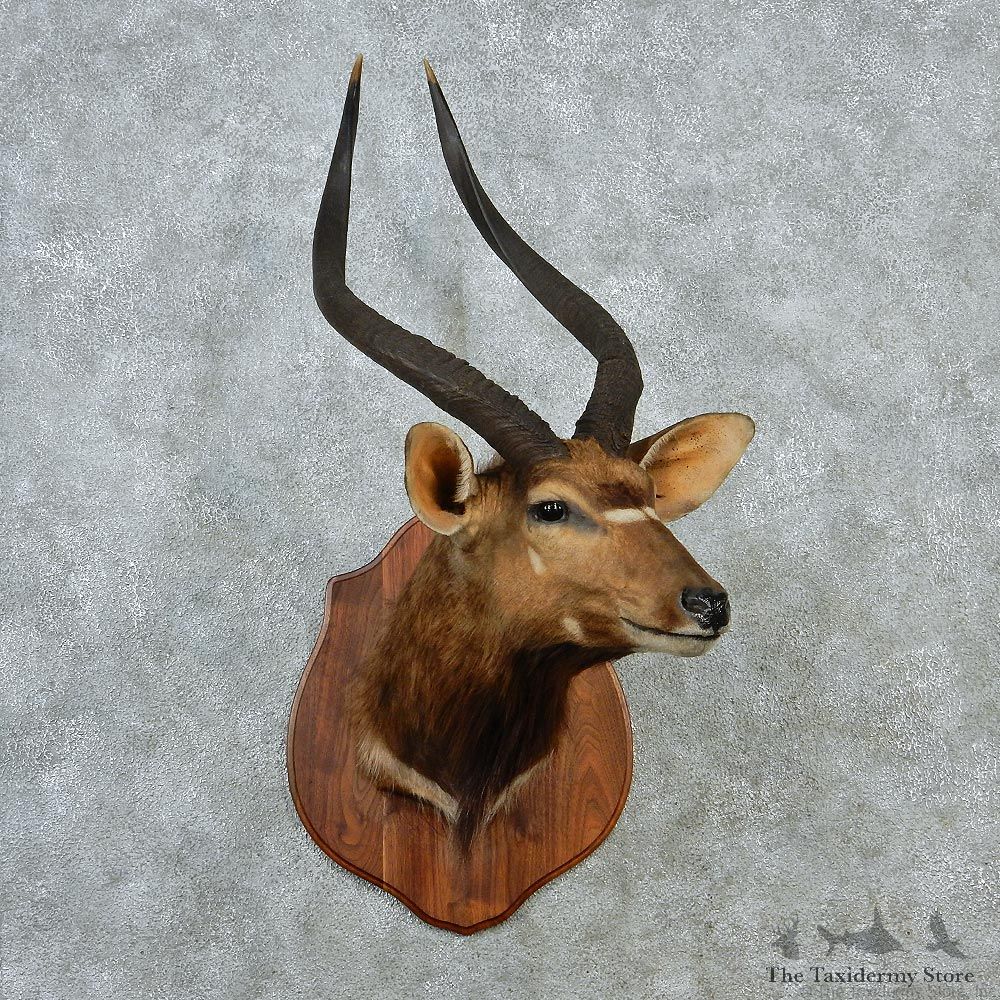 African Nyala Taxidermy Shoulder Mount #12888 For Sale @ The Taxidermy Store