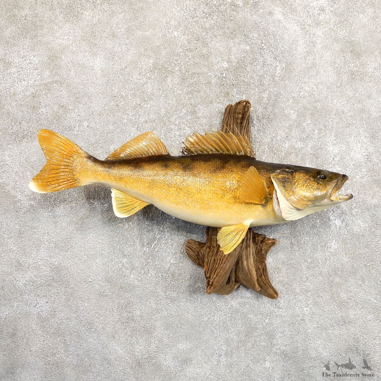 Walleye Taxidermy Mount For Sale #19707 @ The Taxidermy Store