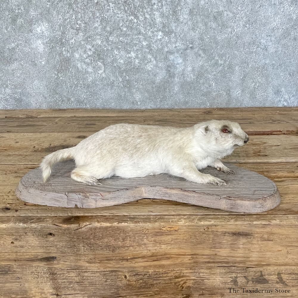 Albino Prairie Dog Life-Size Mount For Sale #27762 @ The Taxidermy Store