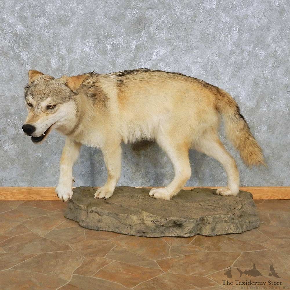 Alaskan Gray Wolf Life-Size Mount For Sale #15031 @ The Taxidermy Store