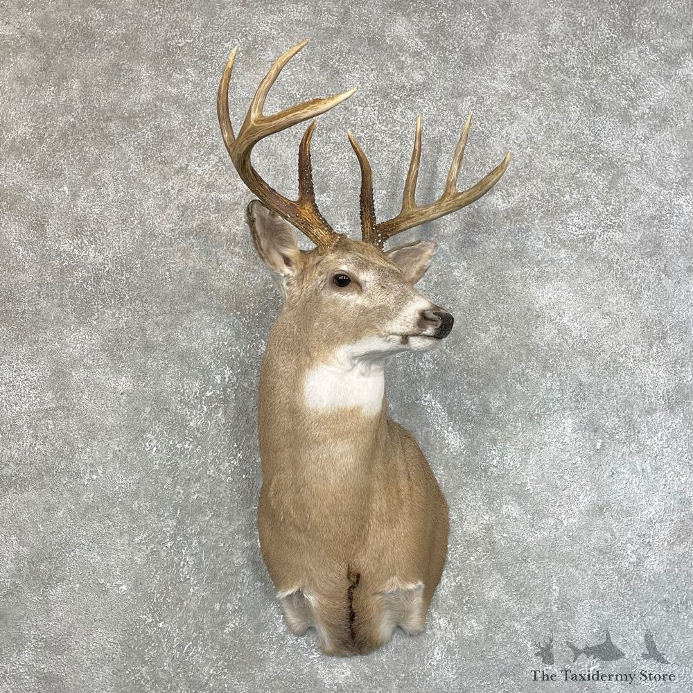 Whitetail Deer Shoulder Mount #24212 For Sale - The Taxidermy Store