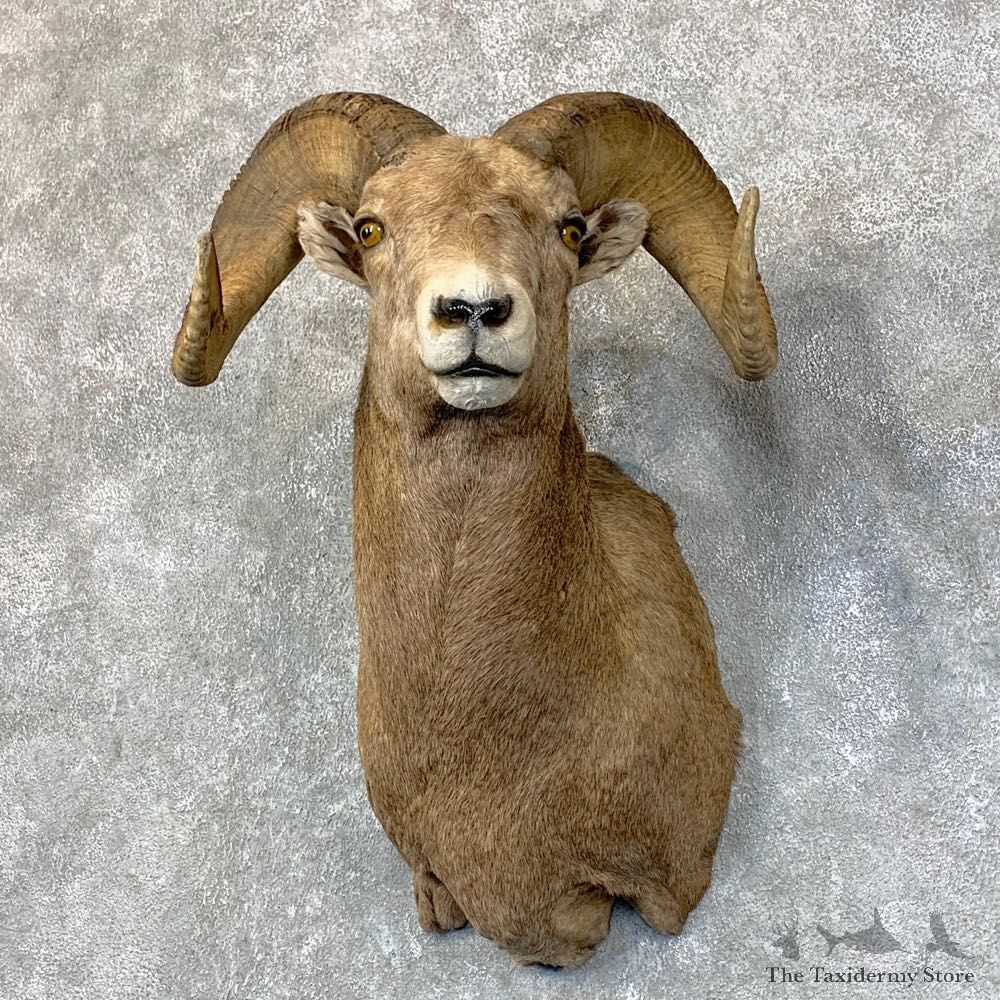 Rocky Mountain Bighorn Sheep Shoulder Mount For Sale #22736 @ The Taxidermy Store