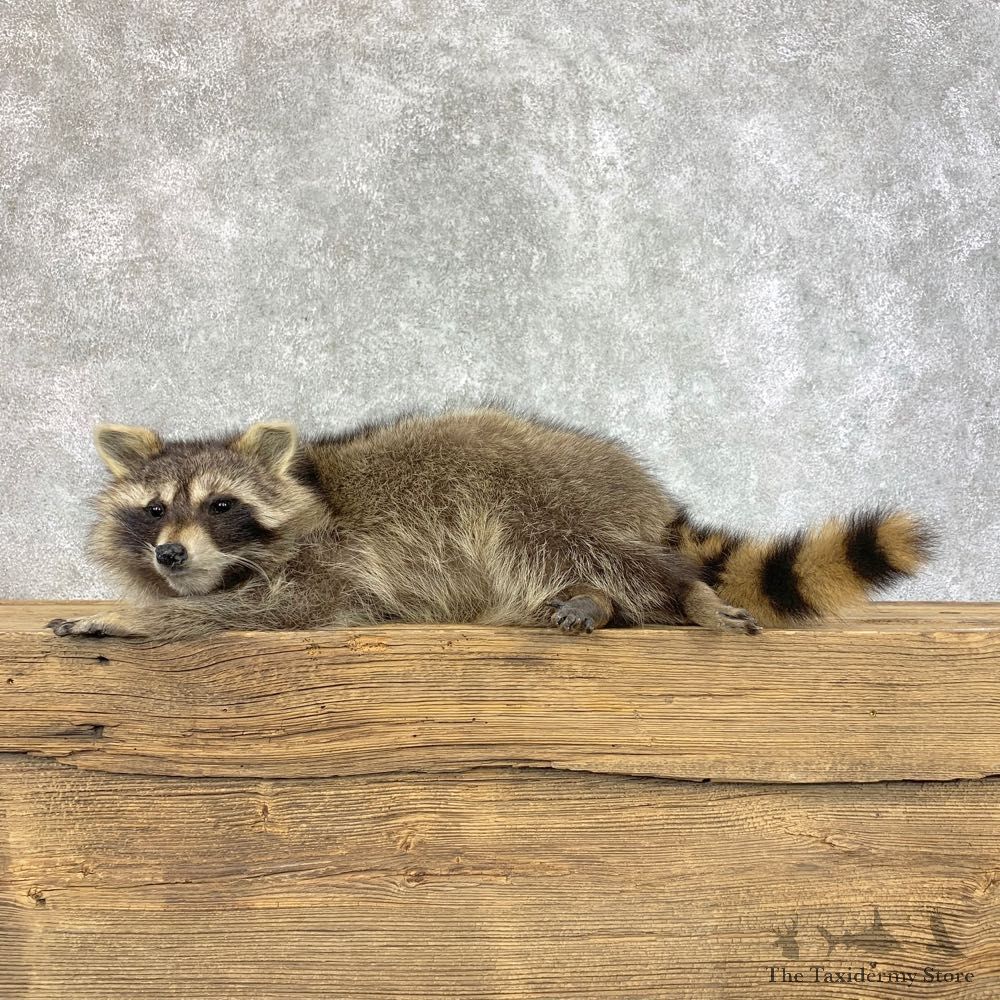 Raccoon Life-Size Mount For Sale #22201 @ The Taxidermy Store