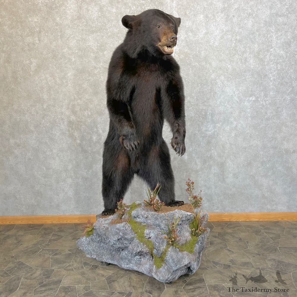 Black Bear Life-Size Mount For Sale #24200 @ The Taxidermy Store