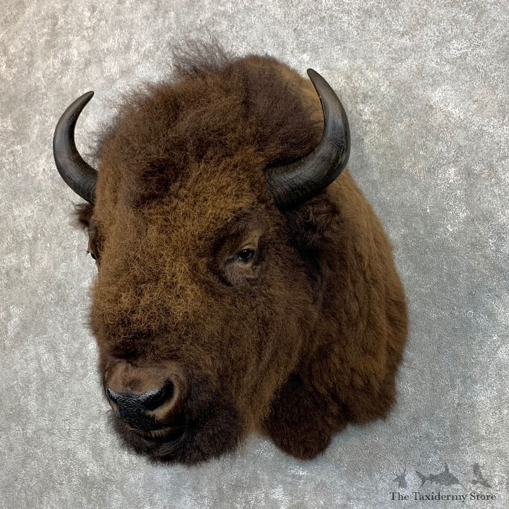 American Bison Shoulder Mount For Sale #23482 @ The Taxidermy Store