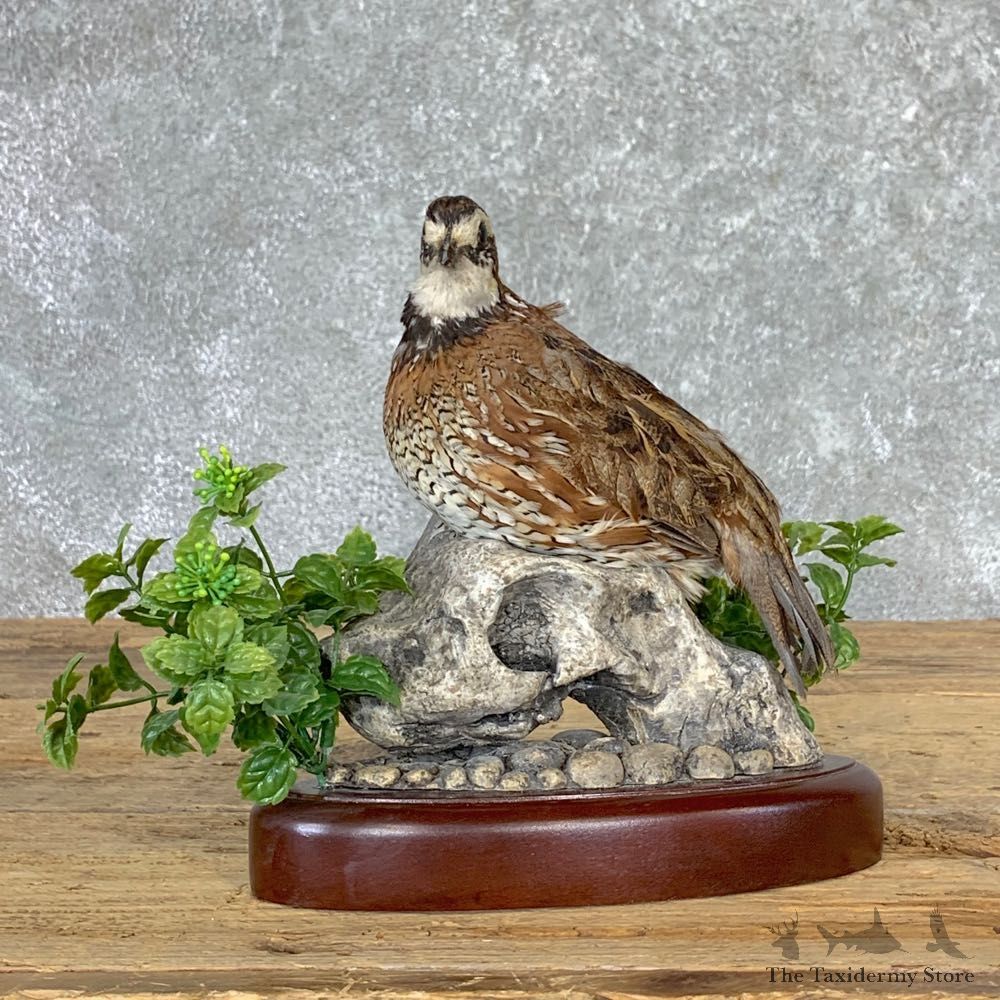 Bobwhite Quail Bird Mount For Sale #22930 @ The Taxidermy Store