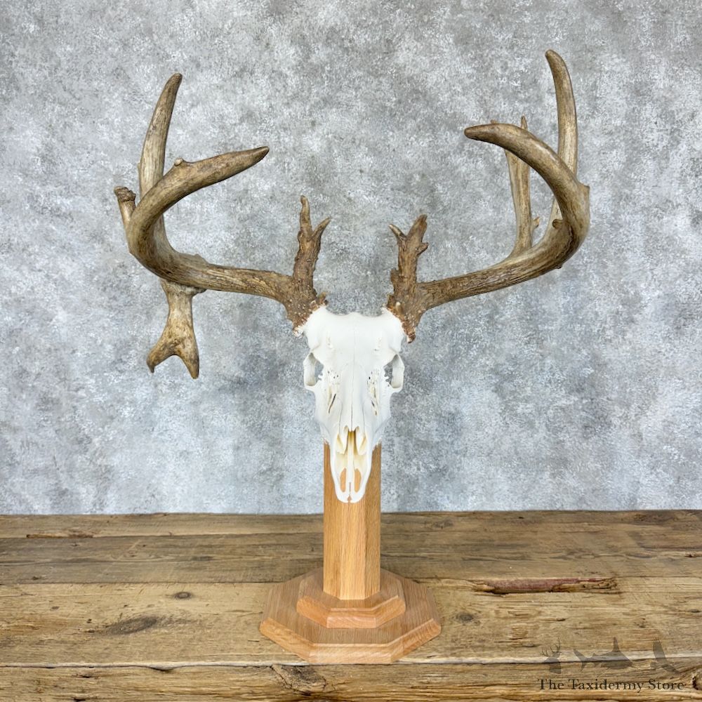 Whitetail Deer Skull European Mount For Sale #29615 @ The Taxidermy Store