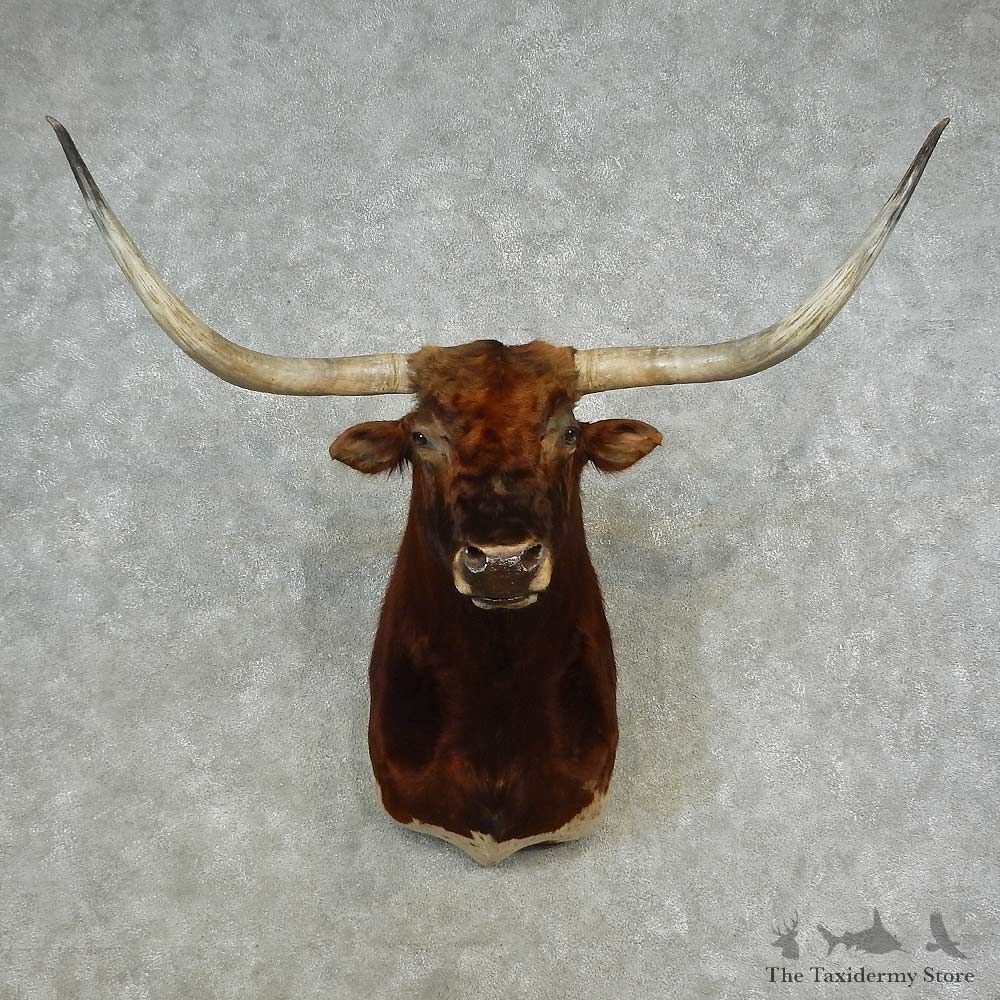 Texas Longhorn Shoulder Mount For Sale #16642 @ The Taxidermy Store