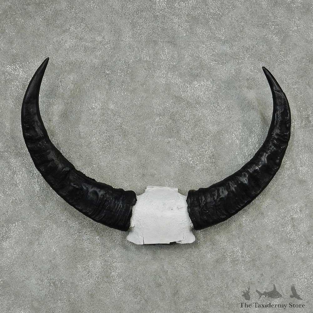 Water Buffalo Horns Taxidermy Mount #13832 For Sale @ The Taxidermy Store