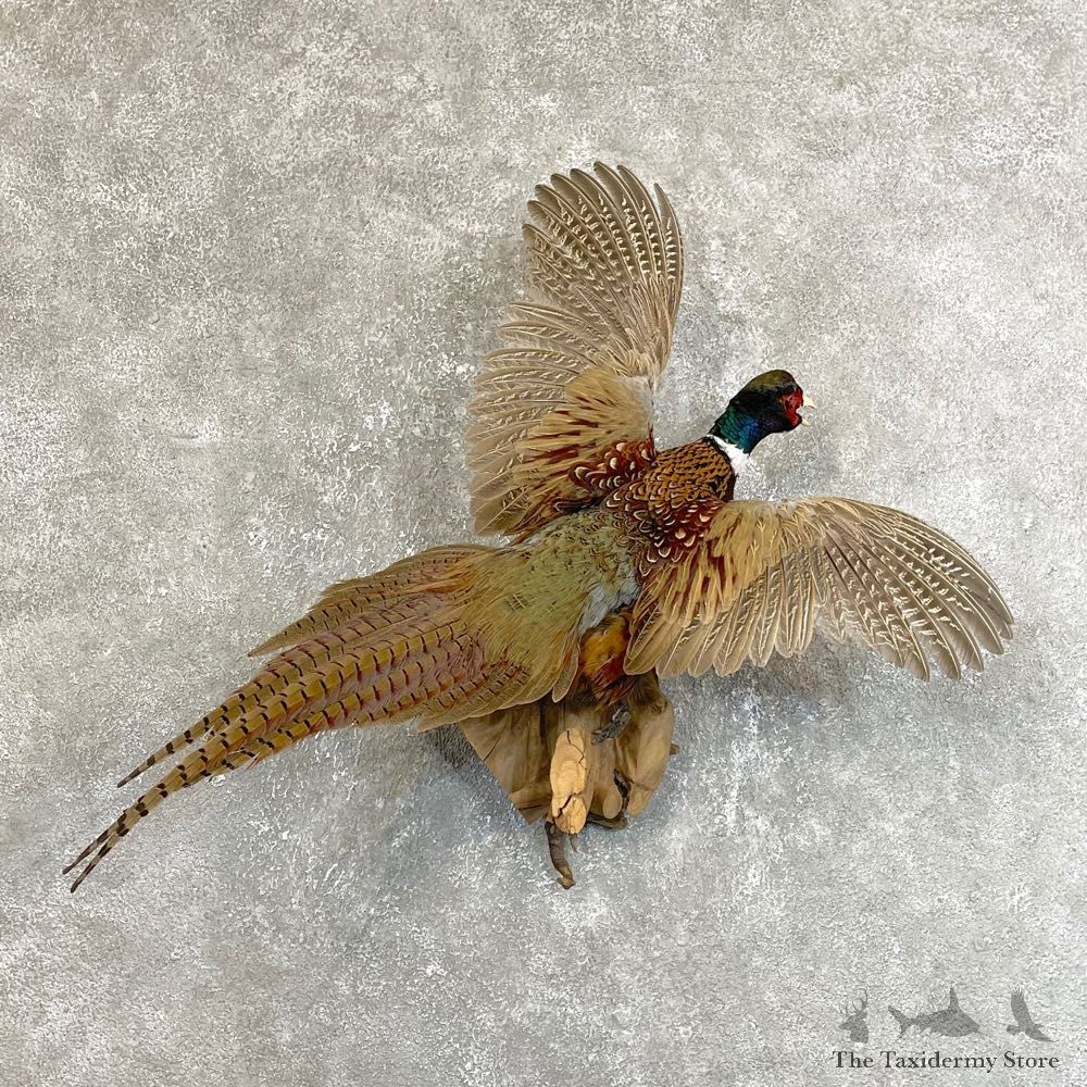 Ringneck Pheasant Bird Mount For Sale #24197 @ The Taxidermy Store