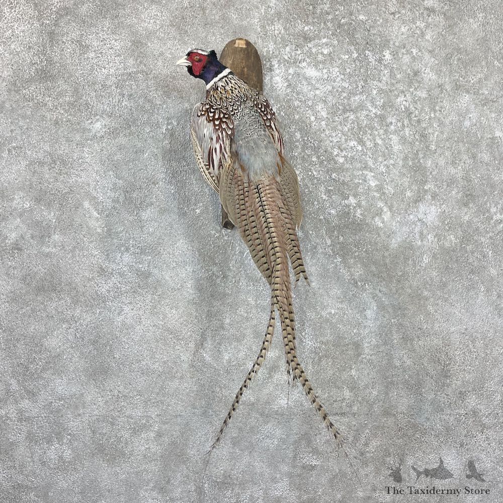 Ringneck Pheasant Bird Mount For Sale #26581 @ The Taxidermy Store