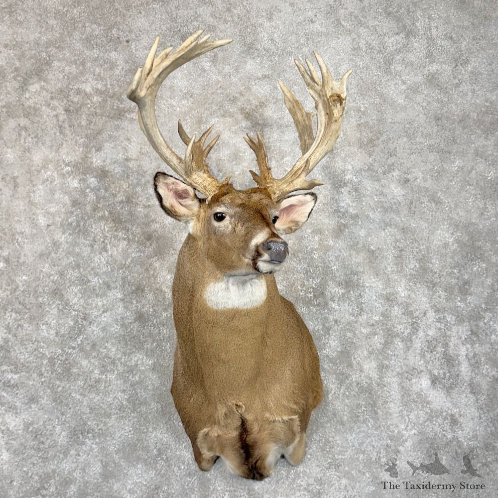 Whitetail Deer Shoulder Mount For Sale #29868 @ The Taxidermy Store